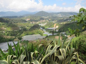 Cameron Highlands-094